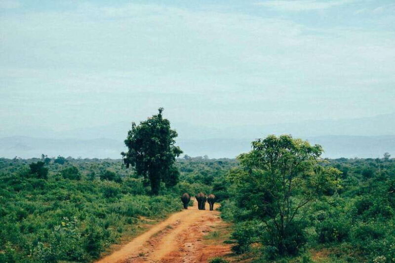 Sri Lanka in 6 Days: Ancient Kingdoms and Wild Wonders - Who Is This Tour Best For?