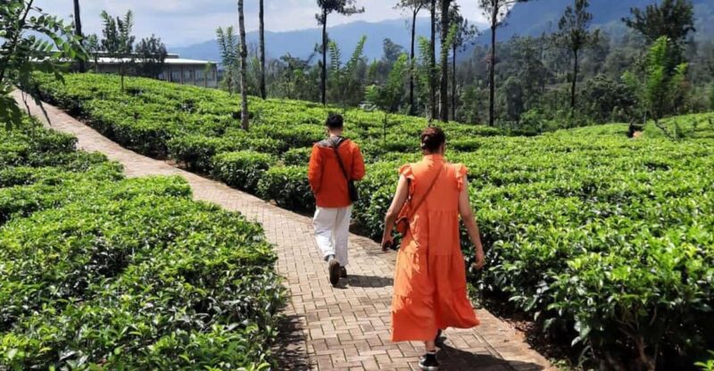 Sri Lanka : Kandy to Nuwara Eliya Day Tour - Highlights