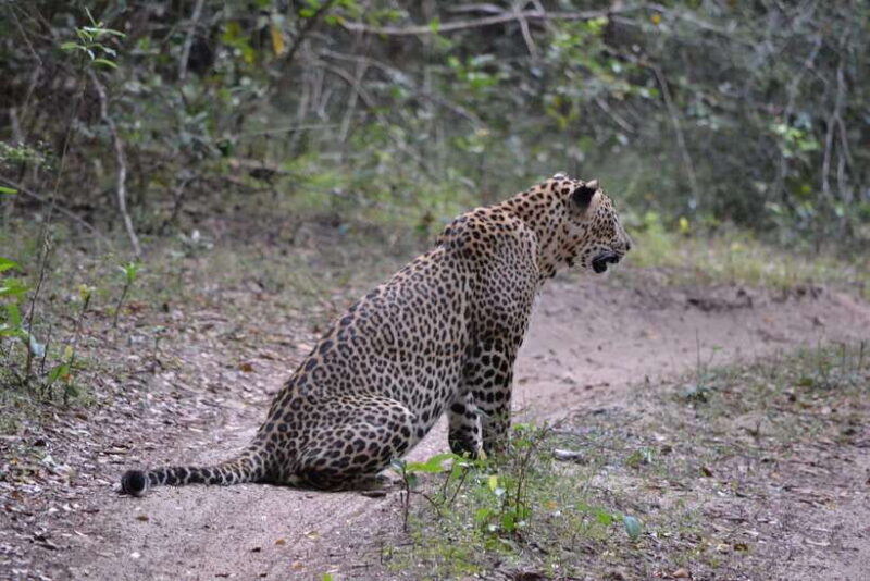 Sri Lanka Private 10-Day Round Tour Car, Guide, Hotels, Food - Wildlife and Beaches: From Yala to the Coast