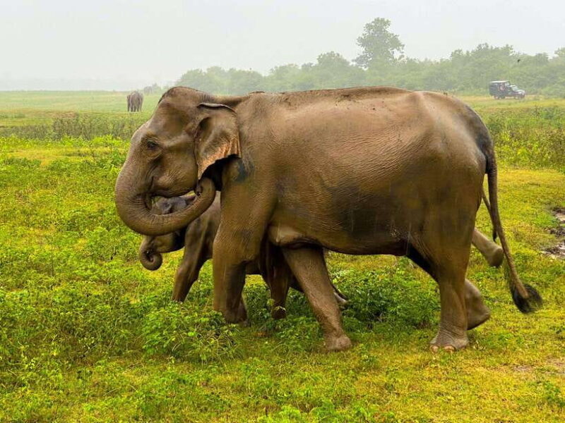 Sri Lanka Private 8-day Tour; Transport, Guide, Hotels, Food - Key Points