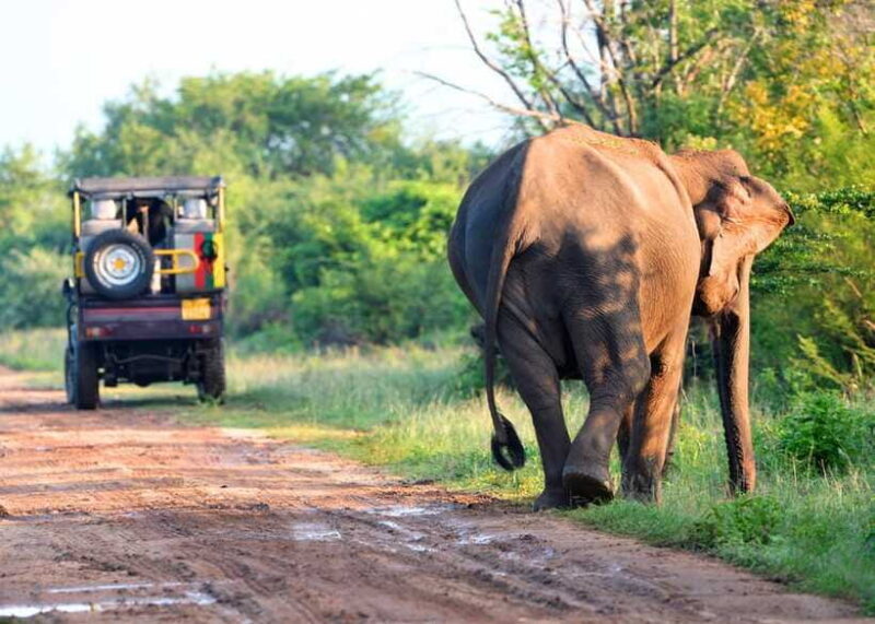 Sri Lanka Private 8-day Tour; Transport, Guide, Hotels, Food - Who Will Love This Tour
