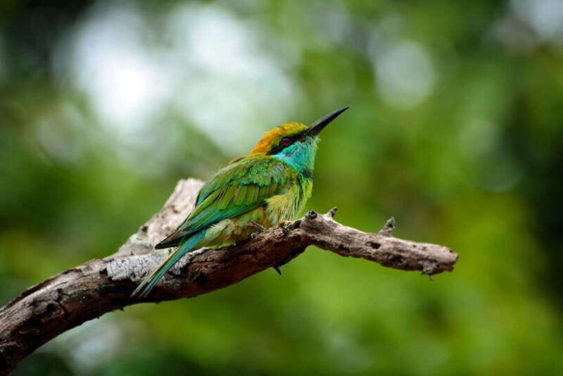 Sri Lanka Private Tour- Beach, Sinharaja, Yala, Udawalawe - Final Thoughts: Is This Tour Right for You?