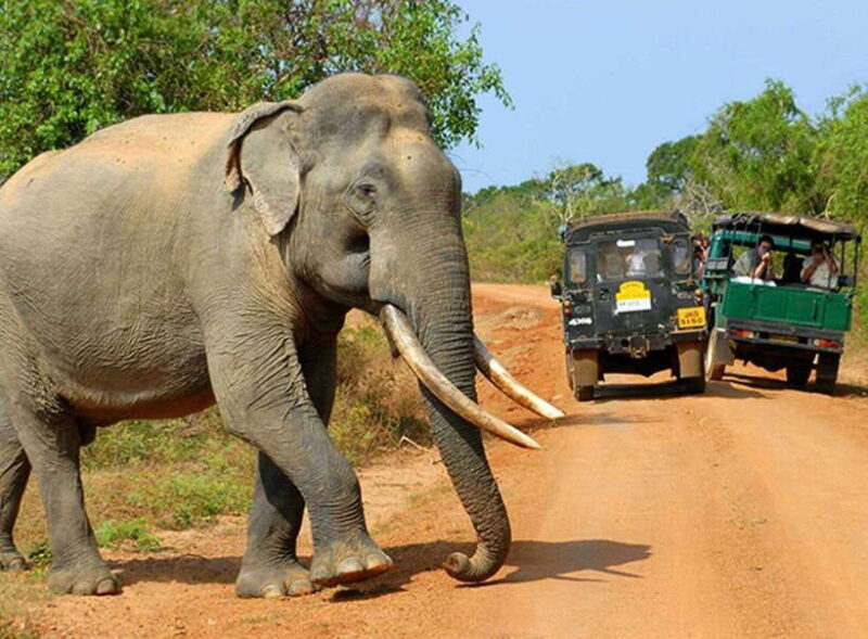 Sri Lanka Private Udawalawe, Sinharaja, Ella With Train Tour - Authentic Experiences and Traveler Insights