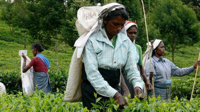 Sri Lanka: Sightseeing, Adventure, and Luxury Tours - Pricing and Booking