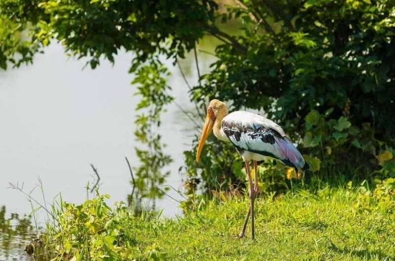 Sri Lanka: Sigiriya, Dambulla Highlights Day Tour And Safari - The Bottom Line