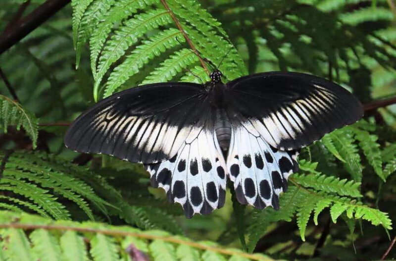 Sri Lanka : Sinharaja Rainforest Guided Trek with Pickup - Who Is This Tour Best Suited For?