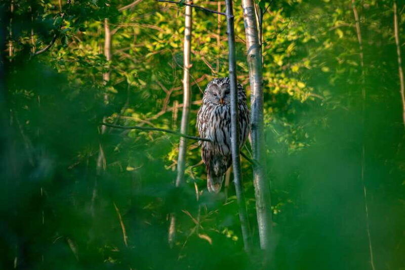 Sri Lanka: Sinharaja rainforest tour from Colombo, Bentota - Why This Tour Stands Out