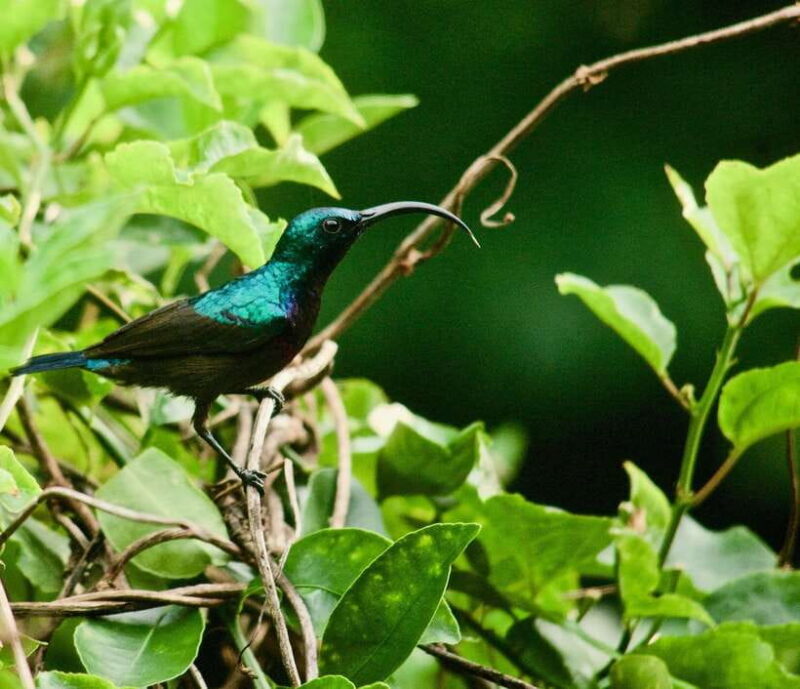 Sri Lanka: Sinharaja rainforest tour from Colombo, Bentota - Authenticity and Real Experiences
