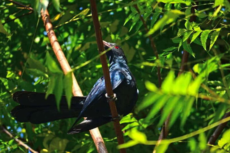 Sri Lanka: Sinharaja rainforest tour from Colombo, Bentota - Who Is This Tour Best For?