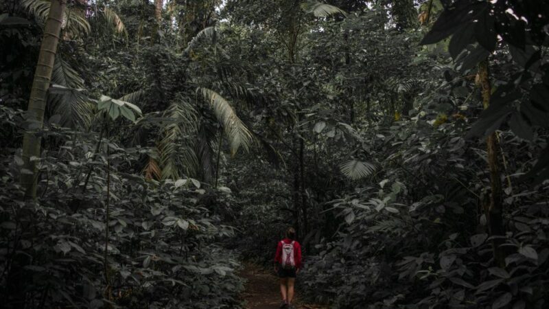 Sri Lanka: Sinharaja rainforest tour from Colombo, Bentota - Frequently Asked Questions