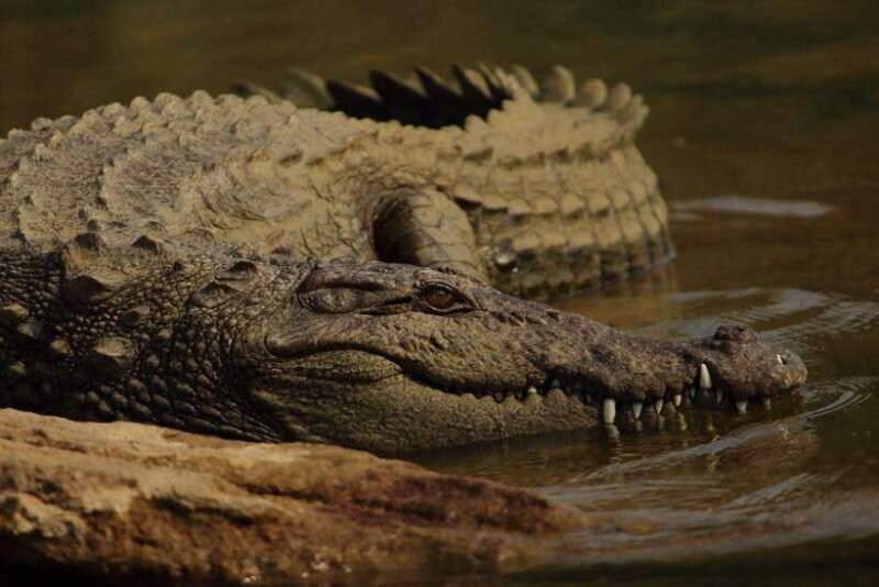 Sri Lanka:2-day wildlife tour+Yala, Rekewa, Mirissa, Bentota - Who Should Consider This Tour?