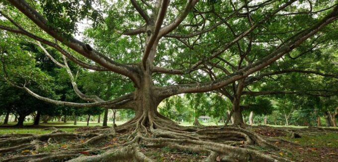 Sri Lnka, Kandy: Day Tour With Airport Transfer - Booking and Cancellation Policy