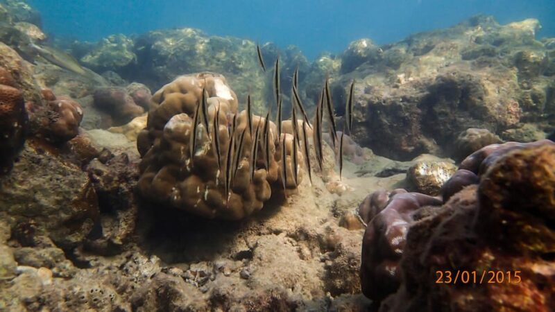 SSI Fun Dive at Grande Island - Marine Life and Dive Highlights