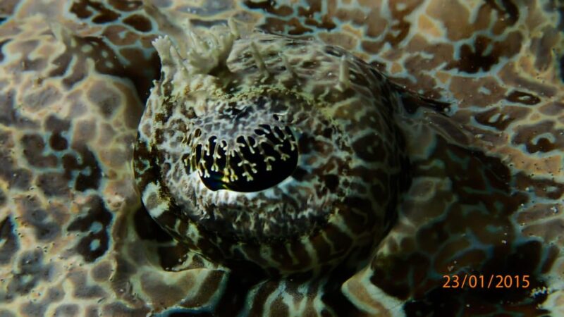 SSI Fun Dive at Grande Island - Important Information and Requirements