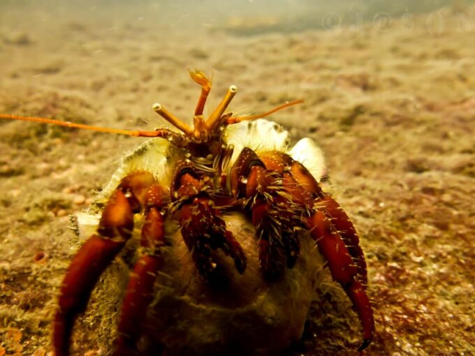 SSI Fun Dive at Grande Island - Tips for a Successful Dive