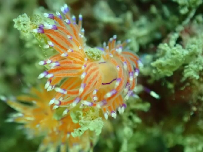 SSI Fun Dive at Grande Island - Frequently Asked Questions