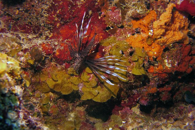 SSI Open Water Scuba Diving Course - Experience Highlights