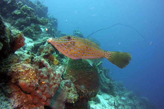 SSI Open Water Scuba Diving Course - Certification Process