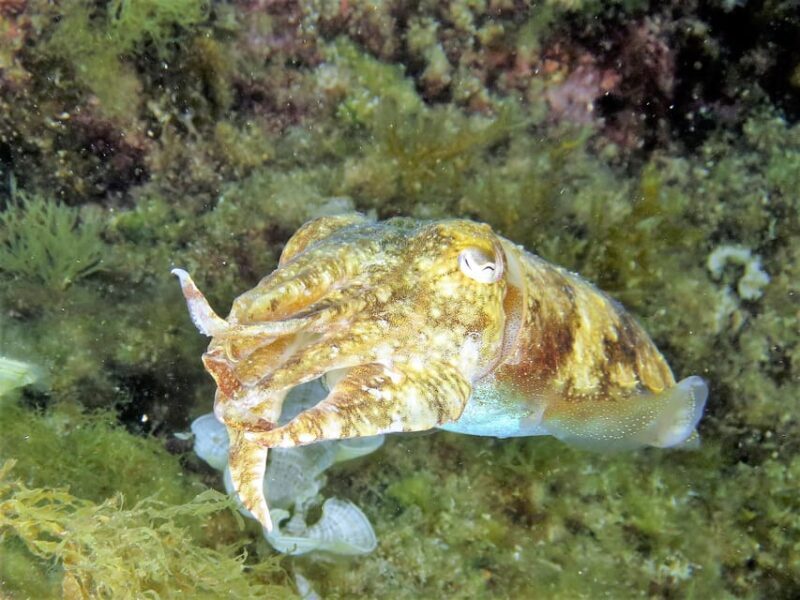 SSI Try Scuba Diving in the sea - Who Is This Best For?