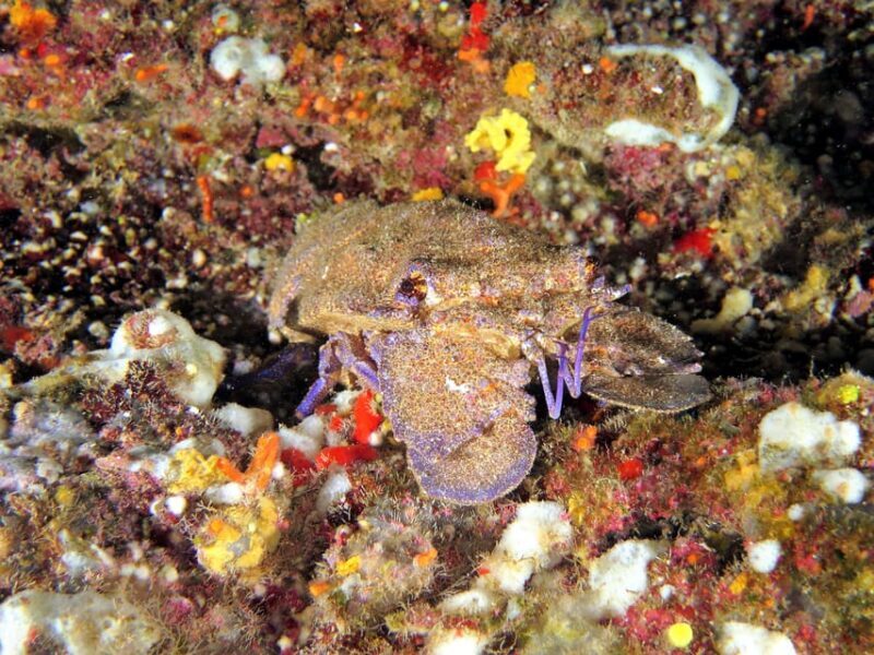 SSI Try Scuba Diving in the sea - FAQ