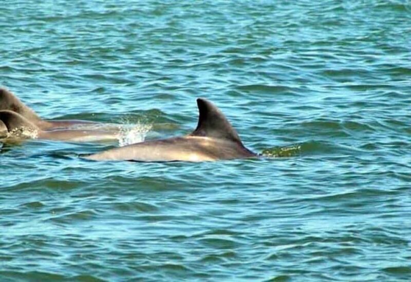 St. Augustine: Dolphin and Wildlife Historical Boat Tour - Detailed Review of the St. Augustine Dolphin and Wildlife Boat Tour