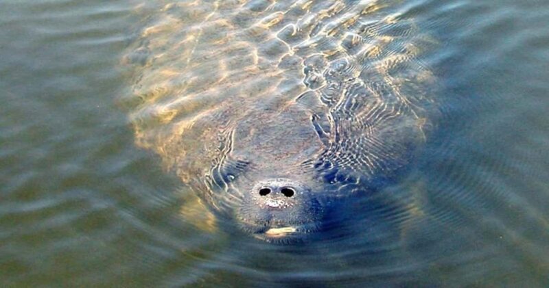 St. Augustine: Dolphin and Wildlife Historical Boat Tour - Final Thoughts