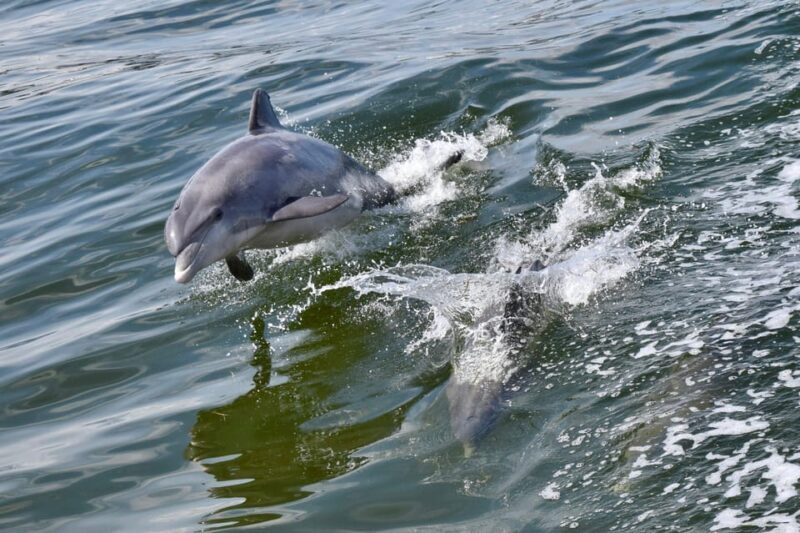 St. Augustine: Dolphin Watching Harbor Tour with Drinks - Key Points