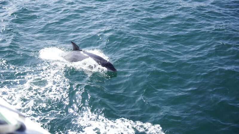 St. Augustine: Dolphin Watching Harbor Tour with Drinks - Who Should Consider This Tour