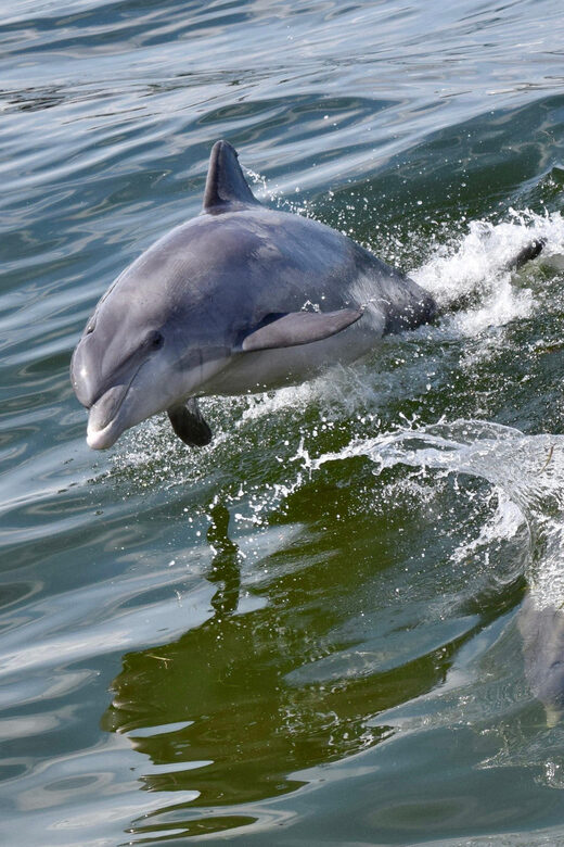 St. Augustine: Dolphin Watching Harbor Tour with Drinks - Final Thoughts
