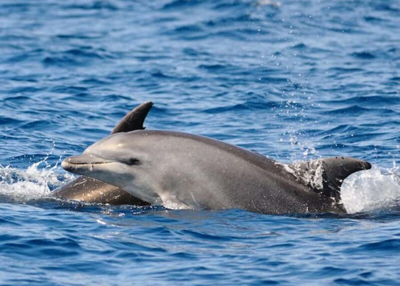 St. Augustine, FL: Dolphin Odyssey/Sightseeing Tour - An In-Depth Look at the Experience