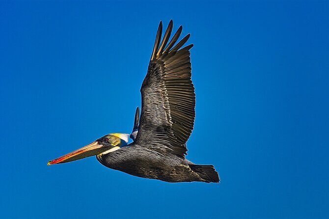 St. Augustine Wildlife Adventure: Boat Cruise & Kayak Eco Tour - Practical Tips for Travelers