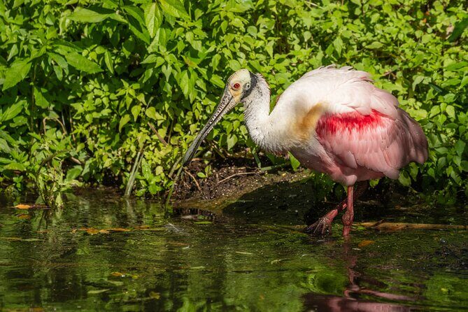 St. Augustine Wildlife Adventure: Boat Cruise & Kayak Eco Tour - Frequently Asked Questions