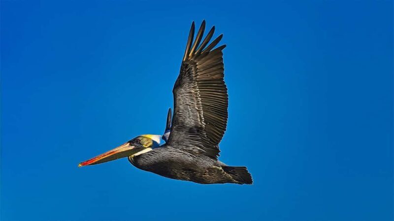 St. Augustine Wildlife Adventure: Boat Cruise & Kayak Tour - Snacks, Drinks, and the Perfect Finish