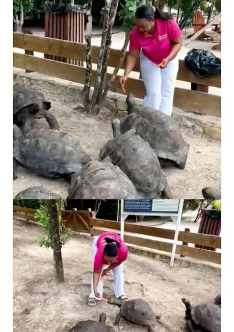 St. John's; Combo Laviscount Island & Swimming with Stingray - FAQ