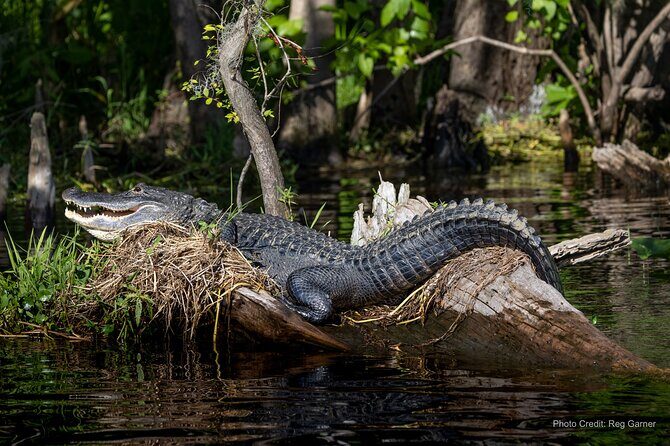 St. Johns River Lunch and Dinner Cruises in Sanford, Florida - Who Should Consider This Experience?