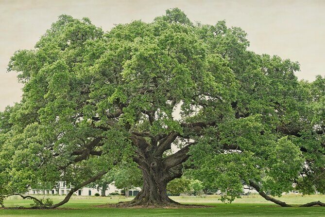 St. Joseph Plantation Tour - The Sum Up