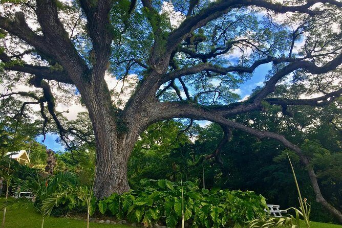 St. Kitts Half-Day Rainforest Tour - An Inside Look at the St. Kitts Rainforest Experience