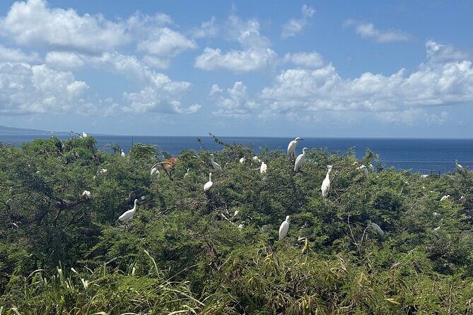 St. Kitts No Hustle No Hassle Private Tour with Don - FAQ