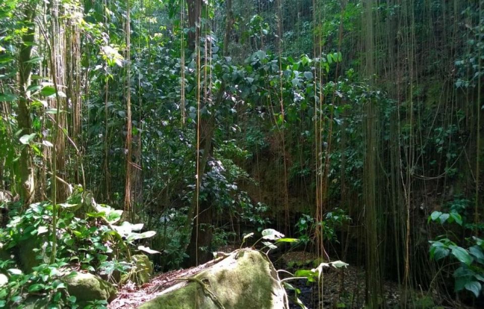 St. Kitts: Rainforest Eco Adventure Guided Hike - Waterfall and Nature Sounds