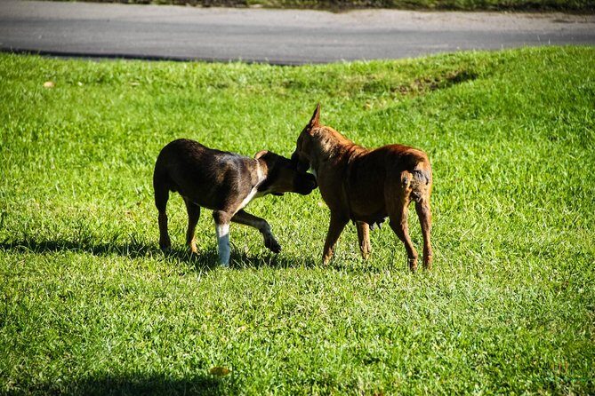 St. Kitts Rainforest Tour - Final Thoughts: Is This Tour for You?