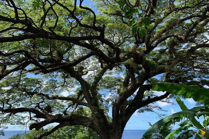 St. Kitts Rainforest Tour - Who Should Consider This Tour?