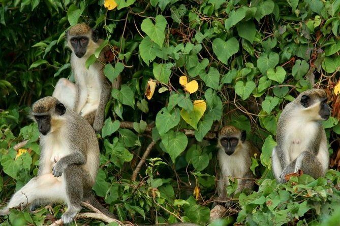 St Kitts Rainforest Tour - Overview of the St Kitts Rainforest Tour