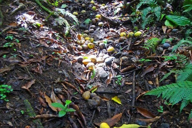 St Kitts Rainforest Tour - Key Points