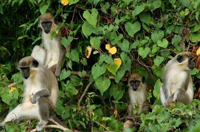 St Kitts Rainforest Tour - Who Will Love This Tour?