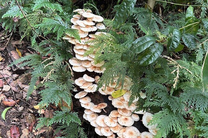 St.Kitts Volcano Hike To Mt. Liamuiga (Highest Peak On Island) - FAQs