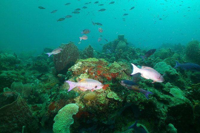 St Lucia Beginner Scuba Diving Tour - Introduction