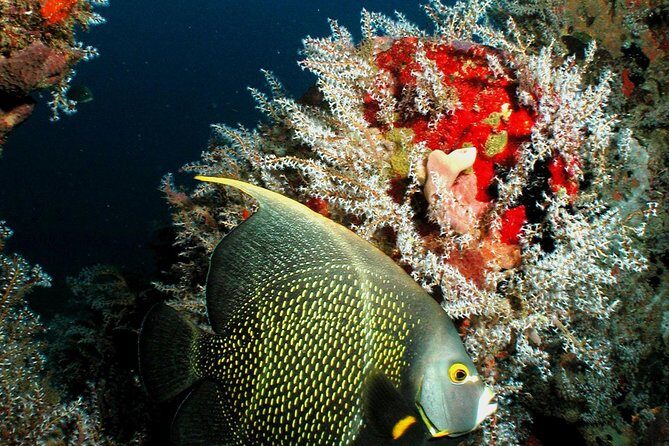 St Lucia Certified Scuba Diving Tour - Key Points