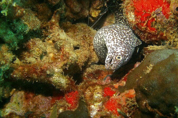 St Lucia Certified Scuba Diving Tour - Introduction: What to Expect from the Tour