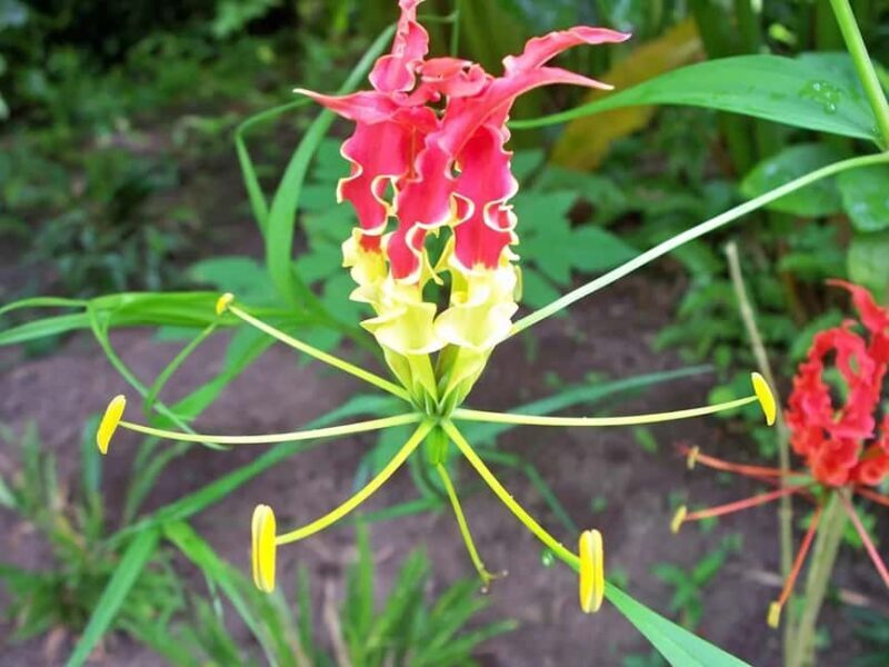 St. Lucia: Drive-in Volcano, Waterfall and Garden Day Trip - An Overview of the St. Lucia Drive-in Volcano, Waterfall & Garden Tour