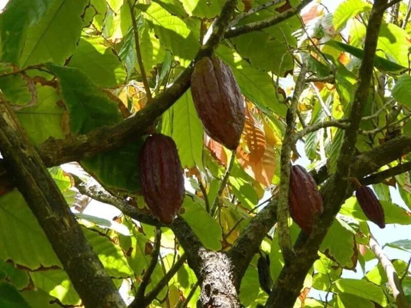 St. Lucia: Drive-in Volcano, Waterfall and Garden Day Trip - The Sum Up